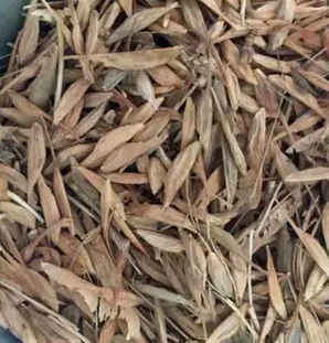 糖槭树种子价格，糖槭树苗价格一览表