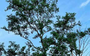 乌桕种植间距，乌桕定植带间距多少