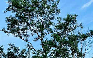 乌桕种植时间，乌桕种植时间