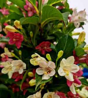五彩锦带小苗多久开花，五彩锦带是一年四季开花吗