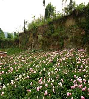 芍药花插花瓶怎么养，芍药花应该怎么养
