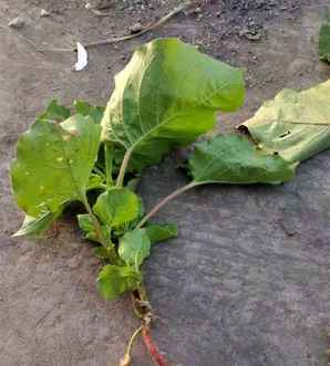头花蓼种植每亩成本，红蓼种植成本效益