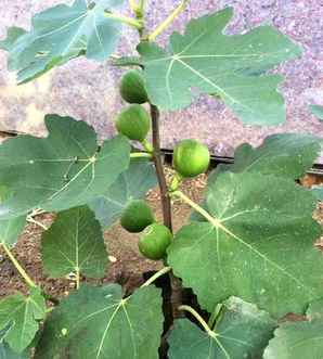 无花果种植种子价格，无花果种子基地