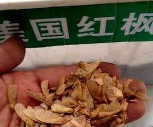 美国红枫容易种活吗，美国红枫种子什么时候种最好