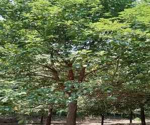 香樟树价格表及尺寸，永州香樟树价格表