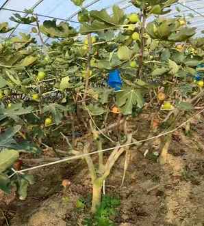 无花果塑料袋催芽催根，无花果种子催芽技术