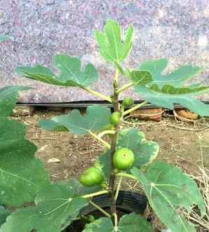 无花果塑料袋催芽催根，无花果种子催芽技术