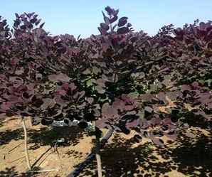 美国红栌的叶的类型，美国紫叶红栌几月开花结果