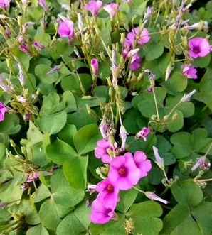 红花醡浆草的功效与作用，红花酢浆草是宿根花卉吗