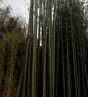 竹子价格，竹子体重