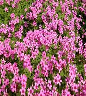 红花酢浆草多年生，红花醡浆草是草本吗