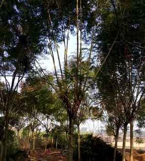 蓝花楹价格，蓝花楹价格