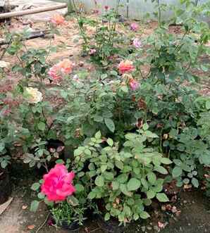 月季花基地批发，月季花基地批发南阳