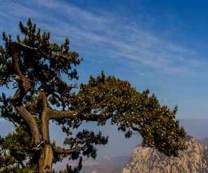 华山松树苗价格，不同规格松树苗批发价格