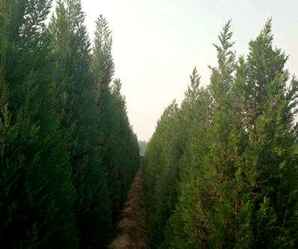望都塔桧种植区域，望都桧基地在哪里