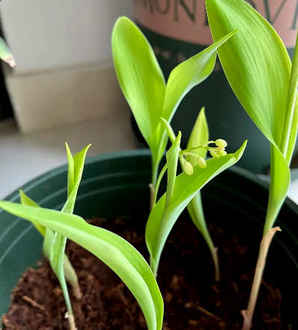 花种子价格表，花种子价格