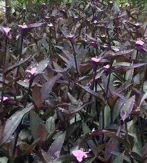 花种子价格表，花种子价格