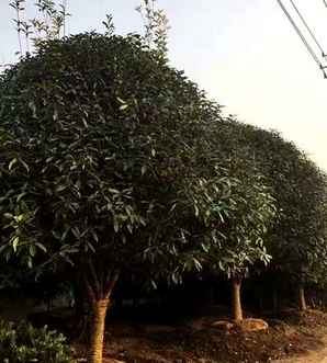 金桂用什么土种植，金桂种植基地