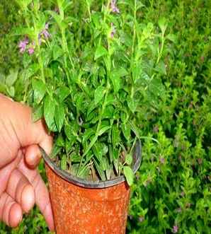 花种子价格表，花种子价格