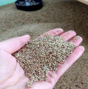 百喜草种子价格，百子草种子价格