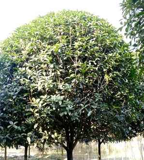 金桂用什么土种植，金桂种植基地