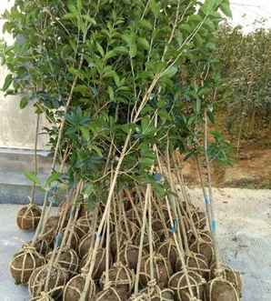 金桂用什么土种植，金桂种植基地