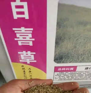 百喜草种子价格，百子草种子价格