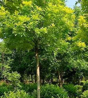 哪里有处理金叶白蜡，金叶白蜡基地在那里