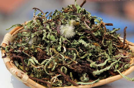 蒲公英茶对女性的作用可以清热解毒，美容养颜