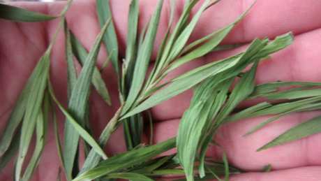 怎样泡竹叶茶？