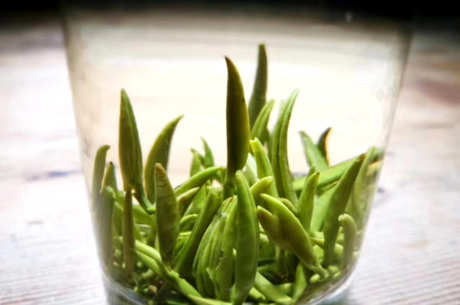 湄潭翠芽冲泡法