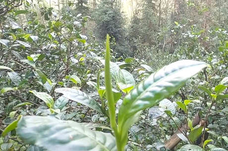 临沧茶区有哪些山头？