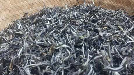 怎样泡政和白茶？