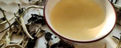 怎样泡老白茶？