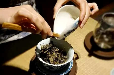 福鼎白茶冲泡法