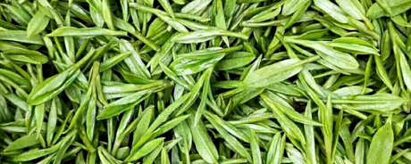 新鲜茶能泡在水里喝吗？