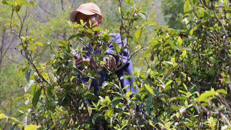 六大普洱茶产地及特点