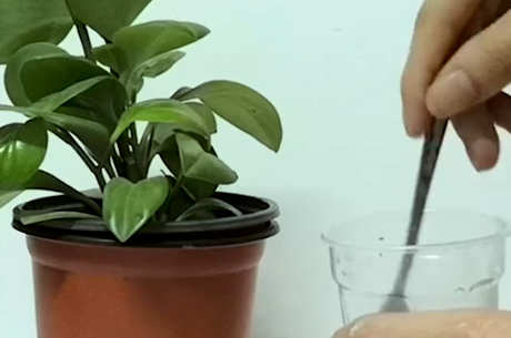 七八年的陈年绿茶能喝吗？