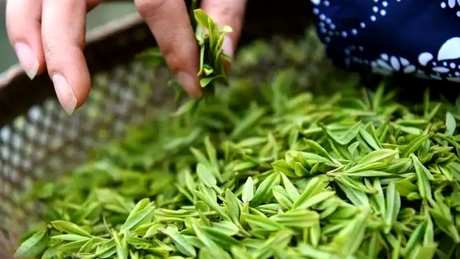安吉白茶用多少度水冲泡？