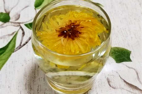 绿茶菊花能泡茶吗？