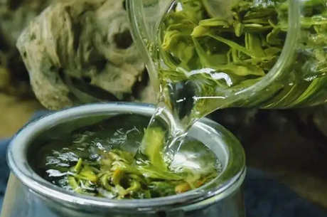 泡绿茶的水温是多少？