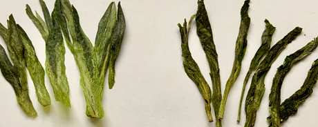 如何冲泡太平猴魁茶？