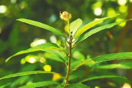 鹧鸪茶是谁发现的