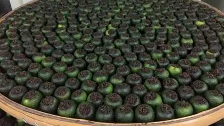 小青柑用开水泡吗？