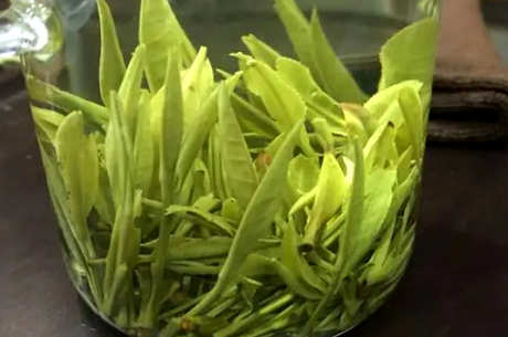 毛尖的泡法