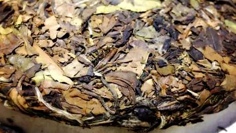 怎样泡老白茶？