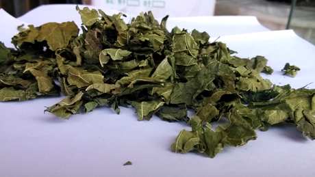 桑叶怎么处理才能泡茶？