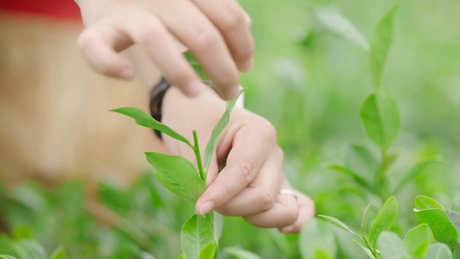 越早采摘春茶越好吗？