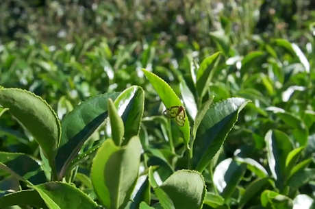 越早采摘春茶越好吗？