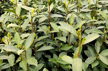 越早采摘春茶越好吗？